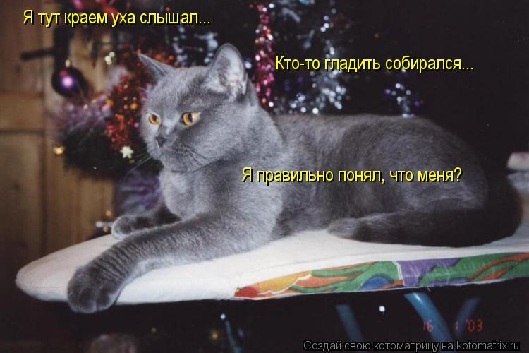 Котоматрица: Я тут краем уха слышал... Кто-то гладить собирался... Я правильно понял, что меня?