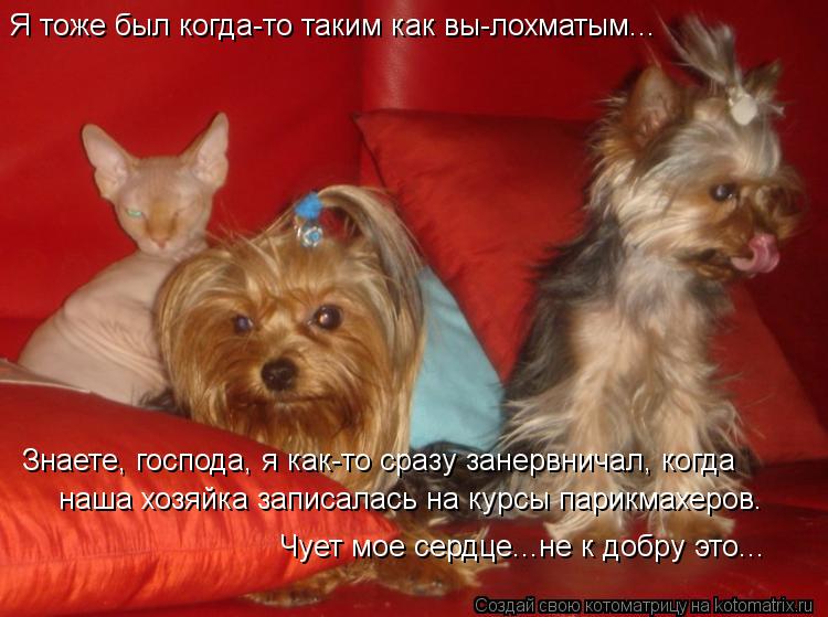 Я тоже был когда-то таким как вы-лохматым... Знаете, господа, я как-то сразу занервничал, когда наша ... Котоматрица: Я тоже был когда-то таким как вы-лохматым... Знаете, господа, я как-то сразу занервничал, когда наша хозяйка записалась на курсы парикмахеров.
