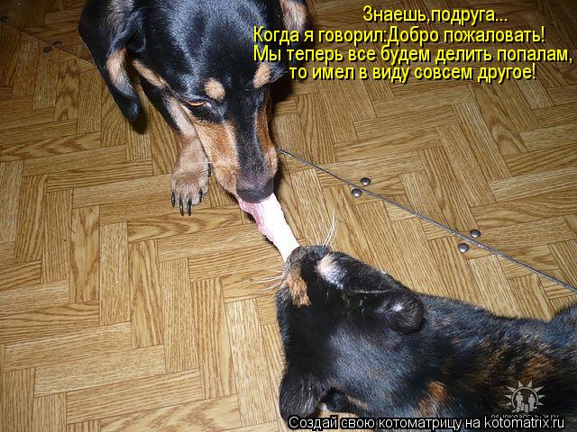 Котоматрица: Знаешь,подруга... Когда я говорил:Добро пожаловать! Мы теперь все будем делить попалам, то имел в виду совсем другое!