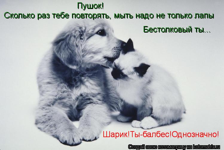 Сколько раз тебе повторять, мыть надо не только лапы Пушок! Бестолковый ты... Шарик!Ты-балбес!Однозна... Котоматрица: Сколько раз тебе повторять, мыть надо не только лапы Пушок! Бестолковый ты... Шарик!Ты-балбес!Однозначно! Шарик!Ты-балбес!Однозначно!