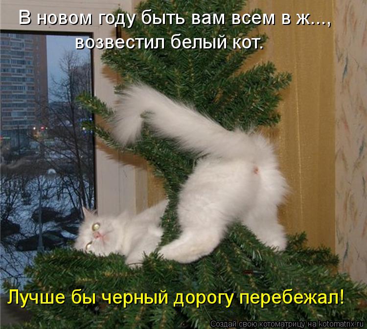 Котоматрица: В новом году быть вам всем в ж..., возвестил белый кот. Лучше бы черный дорогу перебежал!