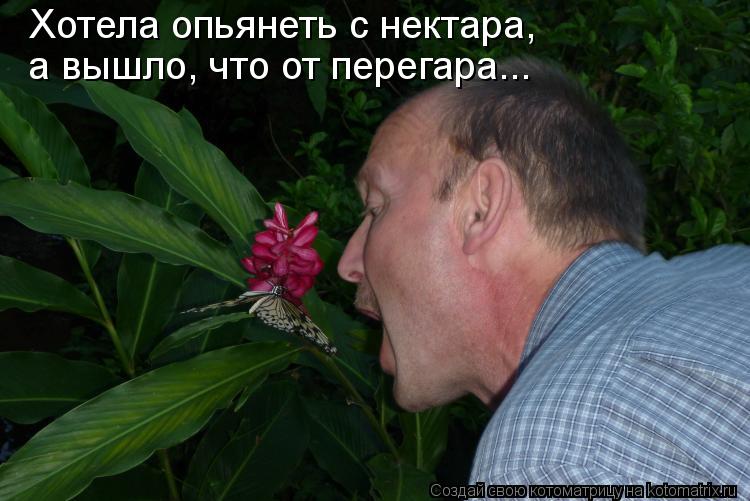 Котоматрица: Хотела опьянеть с нектара, а вышло, что от перегара...