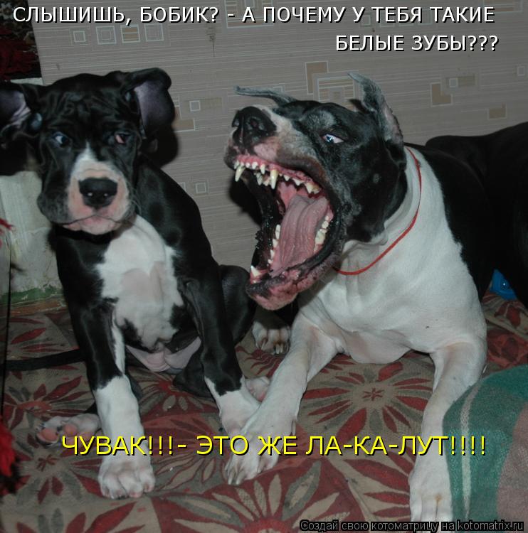 СЛЫШИШЬ, БОБИК? - А ПОЧЕМУ У ТЕБЯ ТАКИЕ БЕЛЫЕ ЗУБЫ??? ЧУВАК!!!- ЭТО ЖЕ ЛА-КА-ЛУТ!!!!... Котоматрица: СЛЫШИШЬ, БОБИК? - А ПОЧЕМУ У ТЕБЯ ТАКИЕ БЕЛЫЕ ЗУБЫ??? ЧУВАК!!!- ЭТО ЖЕ ЛА-КА-ЛУТ!!!!