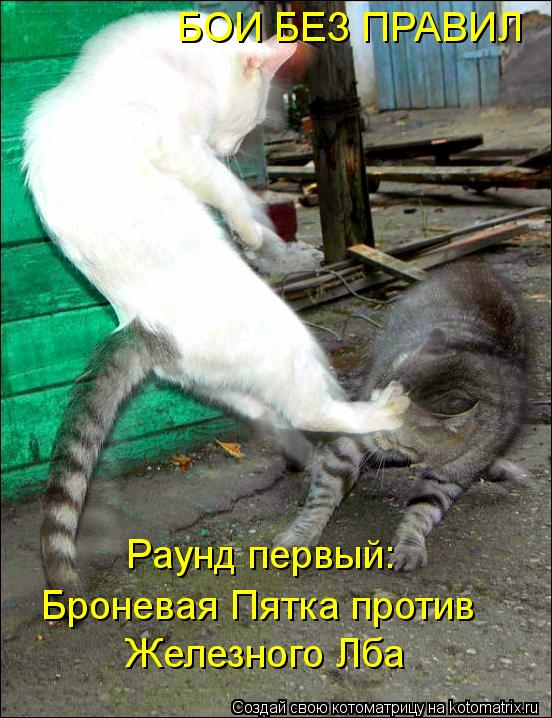 Котоматрица: Раунд первый: Броневая Пятка против Железного Лба БОИ БЕЗ ПРАВИЛ