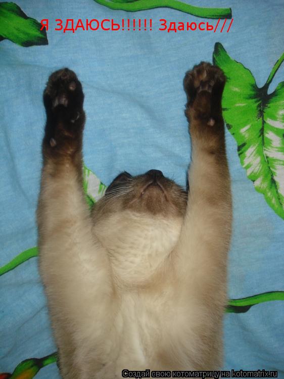 Котоматрица: Я ЗДАЮСЬ!!!!!! Здаюсь///