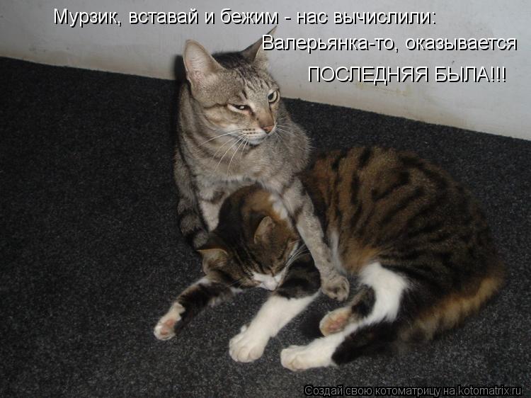 Котоматрица: Валерьянка-то, оказывается ПОСЛЕДНЯЯ БЫЛА!!! Мурзик, вставай и бежим - нас вычислили:
