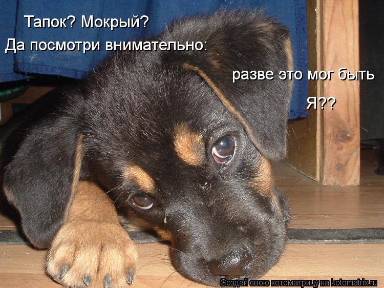 Котоматрица: Тапок? Мокрый? Да посмотри внимательно: разве это мог быть Я??