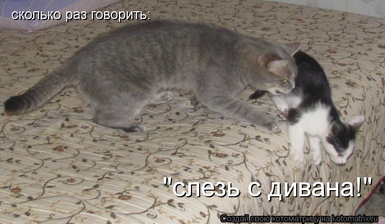 Котоматрица: сколько раз говорить: "слезь с дивана!"
