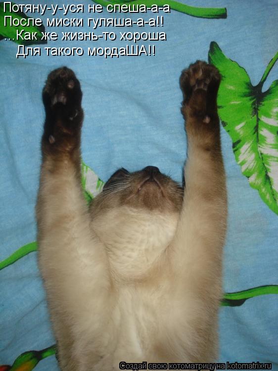 Котоматрица: Потяну-у-уся не спеша-а-а После миски гуляша-а-а!! ...Как же жизнь-то хороша Для такого мордаША!!