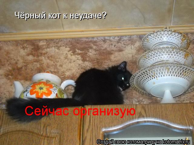 Котоматрица: Чёрный кот к неудаче? Сейчас организую