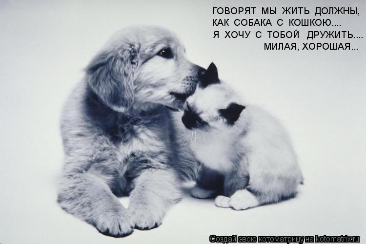 Котоматрица: ГОВОРЯТ  МЫ  ЖИТЬ  ДОЛЖНЫ, КАК  СОБАКА  С  КОШКОЮ.... Я  ХОЧУ  С  ТОБОЙ   ДРУЖИТЬ.... МИЛАЯ, ХОРОШАЯ...
