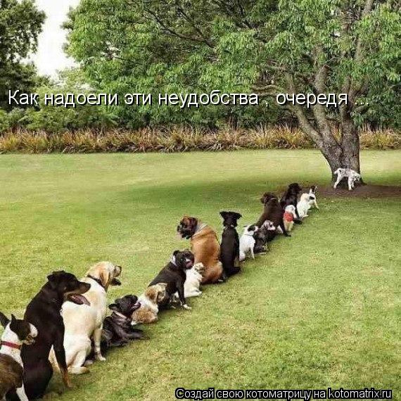Котоматрица: Как надоели эти неудобства , очередя ...