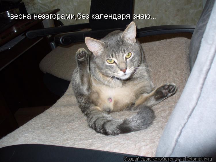 Котоматрица: -весна незагорами,без календаря знаю...