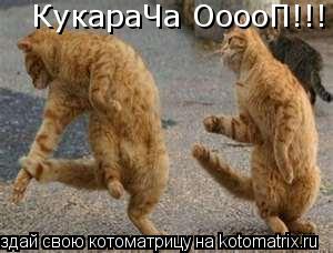 Котоматрица: КукараЧа ОоооП!!!