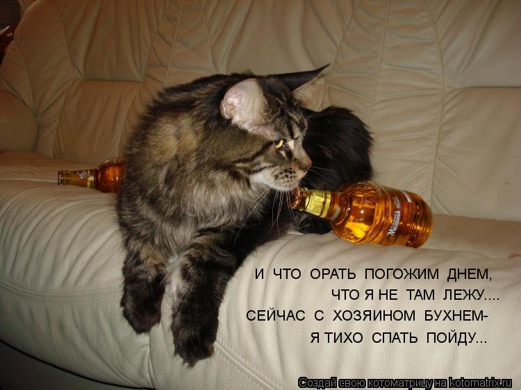 Котоматрица: И  ЧТО  ОРАТЬ  ПОГОЖИМ  ДНЕМ, ЧТО Я НЕ  ТАМ  ЛЕЖУ.... СЕЙЧАС  С  ХОЗЯИНОМ  БУХНЕМ- Я ТИХО  СПАТЬ  ПОЙДУ...