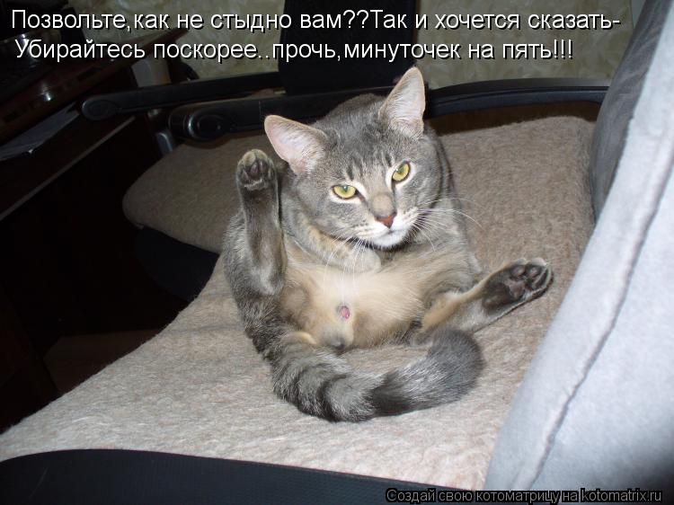 Котоматрица: Позвольте,как не стыдно вам??Так и хочется сказать- Убирайтесь поскорее..прочь,минуточек на пять!!!