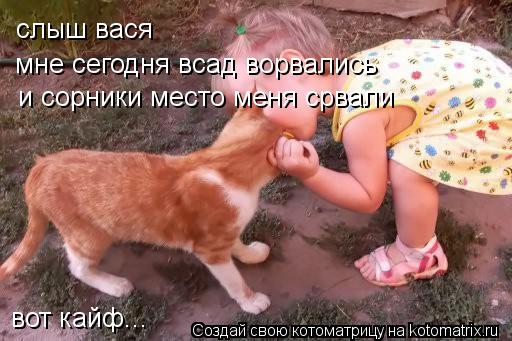 Котоматрица: слыш вася  мне сегодня всад ворвались и сорники место меня срвали вот кайф...