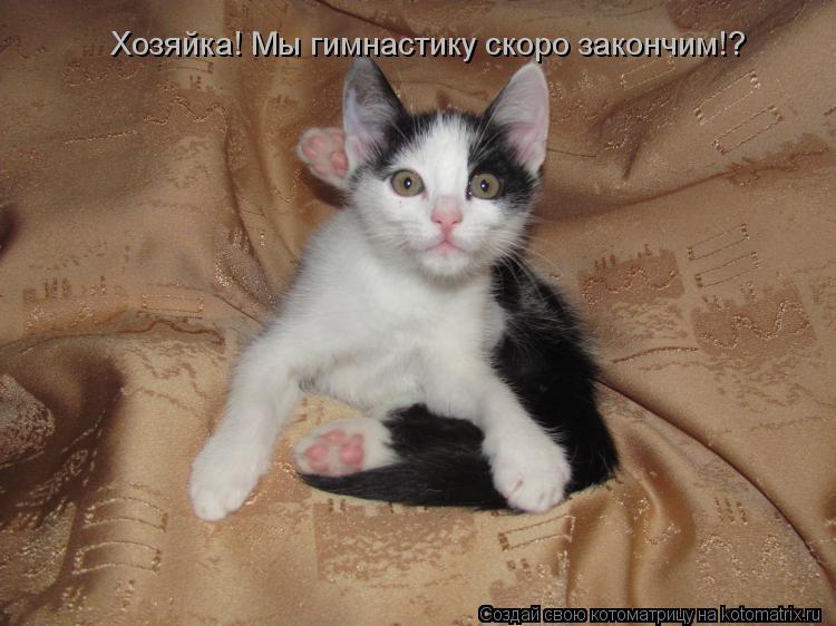Хозяйка! Мы гимнастику скоро закончим!?... Котоматрица: Хозяйка! Мы гимнастику скоро закончим!?