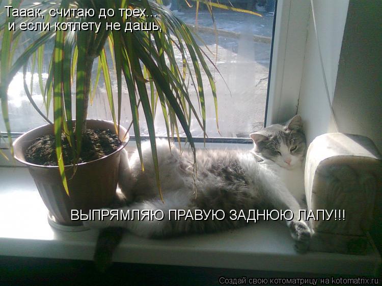Тааак, считаю до трех... и если котлету не дашь, ВЫПРЯМЛЯЮ ПРАВУЮ ЗАДНЮЮ ЛАПУ!!!... Котоматрица: Тааак, считаю до трех... и если котлету не дашь, ВЫПРЯМЛЯЮ ПРАВУЮ ЗАДНЮЮ ЛАПУ!!!
