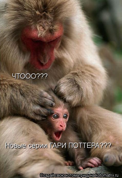 ЧТООО??? Новые серии ГАРИ ПОТТЕРА???... Котоматрица: ЧТООО??? Новые серии ГАРИ ПОТТЕРА???
