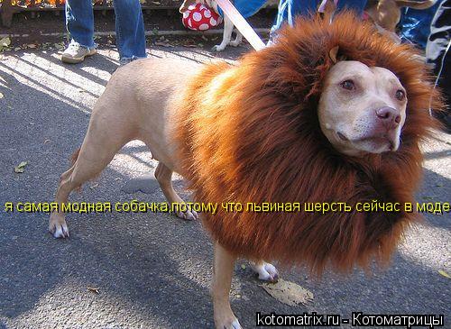 я самая модная собачка,потому что львиная шерсть сейчас в моде... Котоматрица: я самая модная собачка,потому что львиная шерсть сейчас в моде