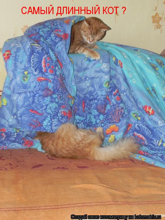 САМЫЙ ДЛИННЫЙ КОТ ?... Котоматрица: САМЫЙ ДЛИННЫЙ КОТ ?