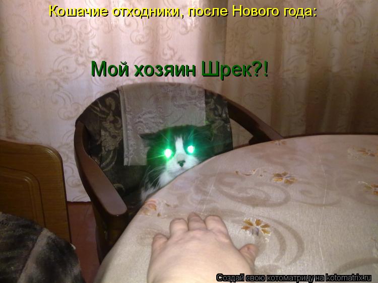 Мой хозяин Шрек?! Кошачие отходники, после Нового года:... Котоматрица: Мой хозяин Шрек?! Кошачие отходники, после Нового года:
