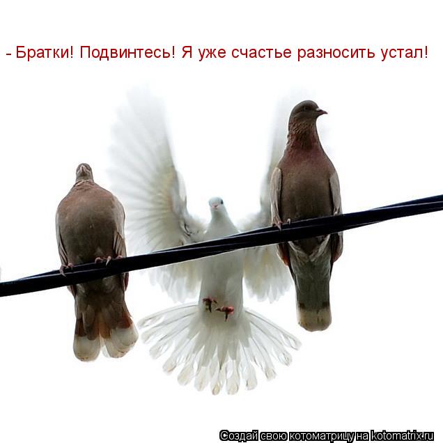 Братки! Подвинтесь! Я уже счастье разносить устал! -... Котоматрица: Братки! Подвинтесь! Я уже счастье разносить устал! -
