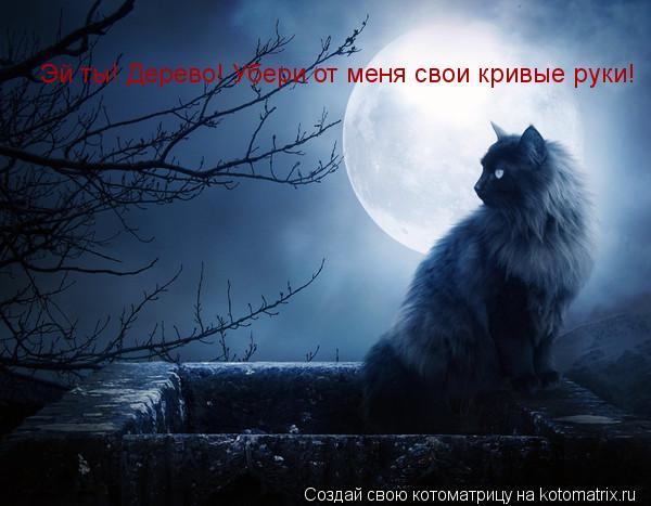 Эй ты! Дерево! Убери от меня свои кривые руки!... Котоматрица: Эй ты! Дерево! Убери от меня свои кривые руки!