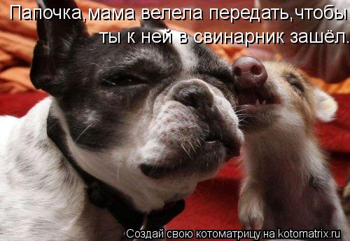 Котоматрица: ты к ней в свинарник зашёл.  Папочка,мама велела передать,чтобы