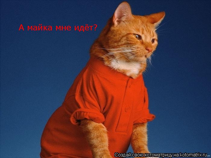 Котоматрица: А майка мне идёт?