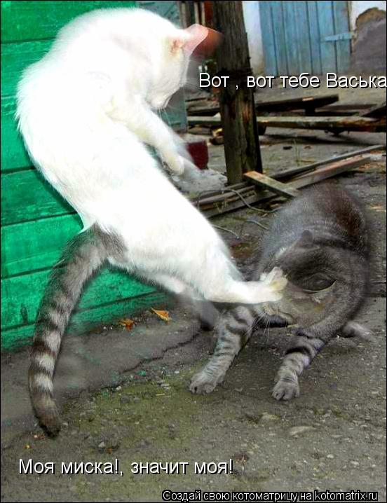 Котоматрица: Вот , вот тебе Васька! Моя миска!, значит моя!