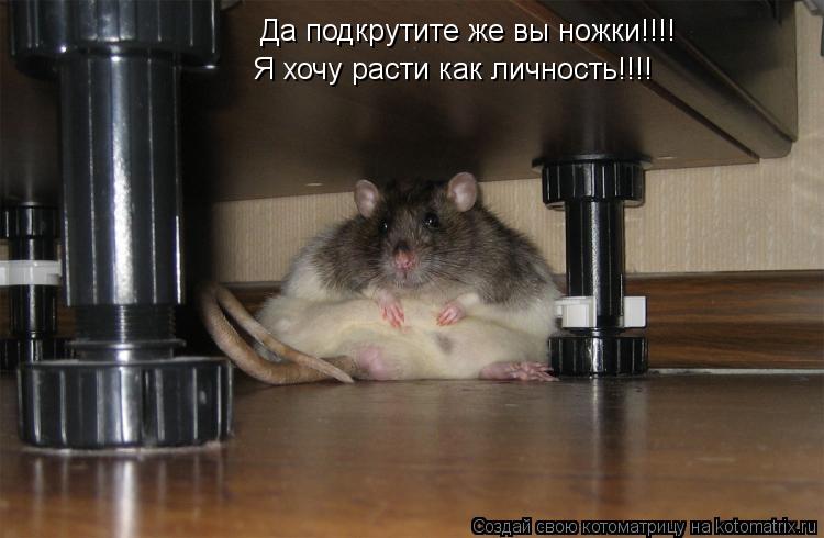 Котоматрица: Да подкрутите же вы ножки!!!! Я хочу расти как личность!!!!