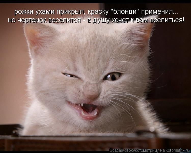 Котоматрица: рожки ухами прикрыл, краску "блонди" применил... но чертенок веселится - в душу хочет к вам вселиться!