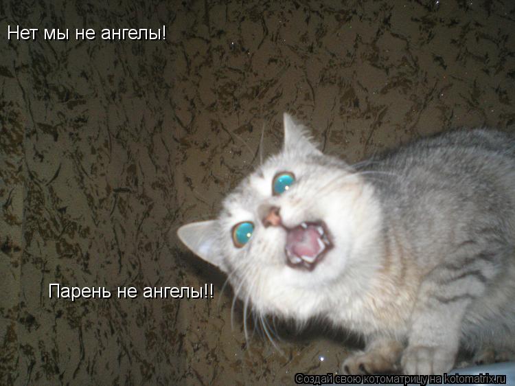 Котоматрица: Нет мы не ангелы!     Парень не ангелы!!