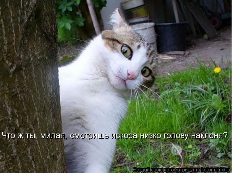 Котоматрица: Что ж ты, милая, смотришь искоса низко голову наклоня?