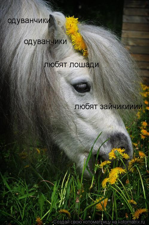 Котоматрица: одуванчики одуванчики любят лошади любят зайчикииии
