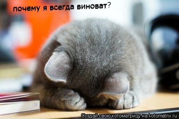 Котоматрица: почему я всегда виноват почему я всегда виноват?