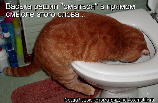 Котоматрица: Васька решил "смыться" в прямом смысле этого слова...