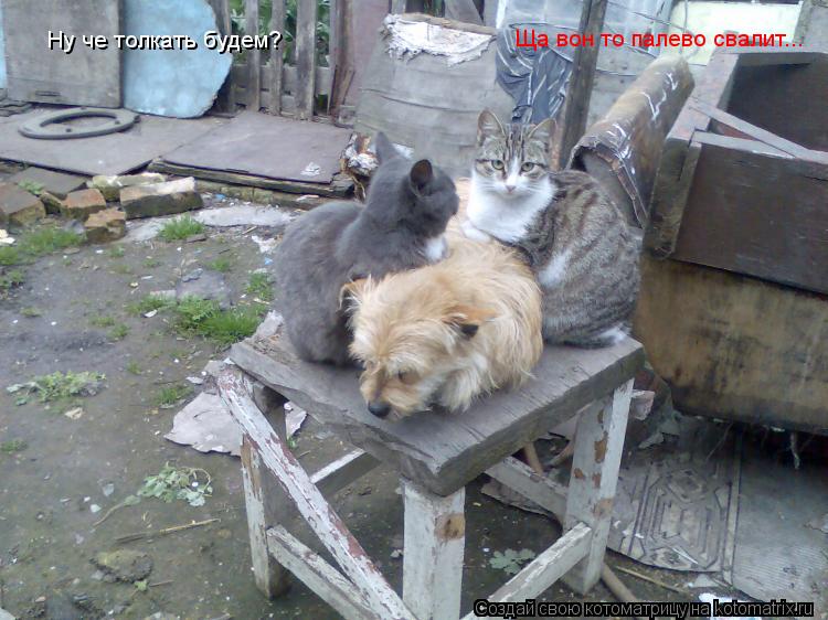 Котоматрица: Ну че толкать будем? Ща вон то палево свалит...