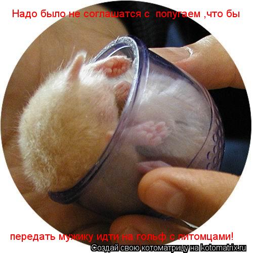Котоматрица: Надо было не соглашатся с  попугаем ,что бы передать мужику идти на гольф с питомцами!