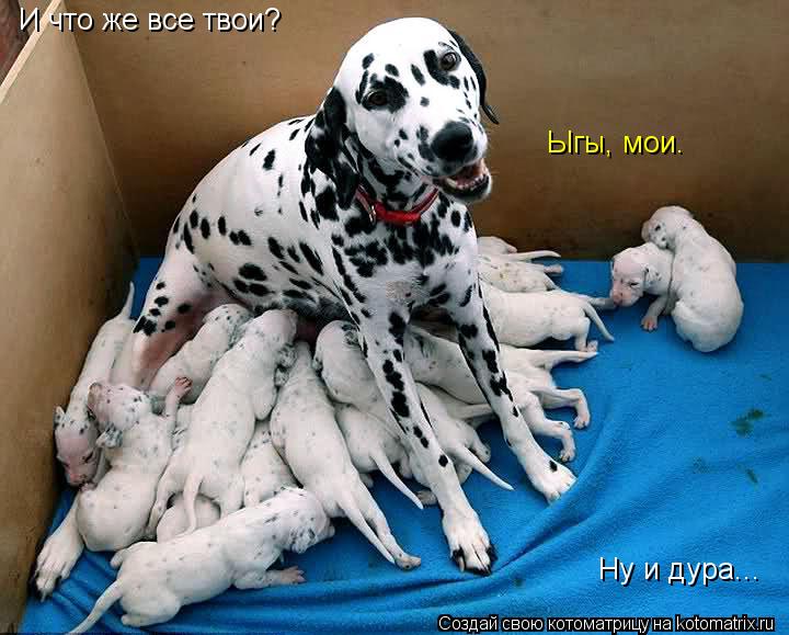 И что же все твои? Ыгы, мои. Ну и дура...... Котоматрица: И что же все твои? Ыгы, мои. Ну и дура...