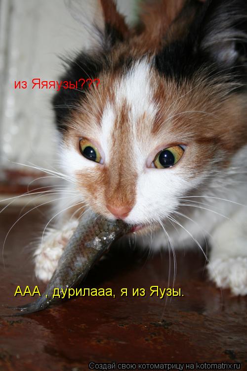 ААА , дурилааа, я из Яузы. из Яяяузы???... Котоматрица: ААА , дурилааа, я из Яузы. из Яяяузы???