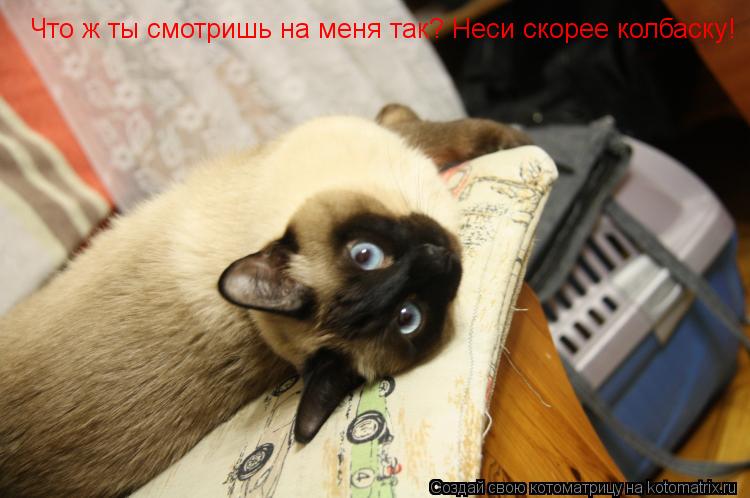 Что ж ты смотришь на меня так? Неси скорее колбаску!... Котоматрица: Что ж ты смотришь на меня так? Неси скорее колбаску!