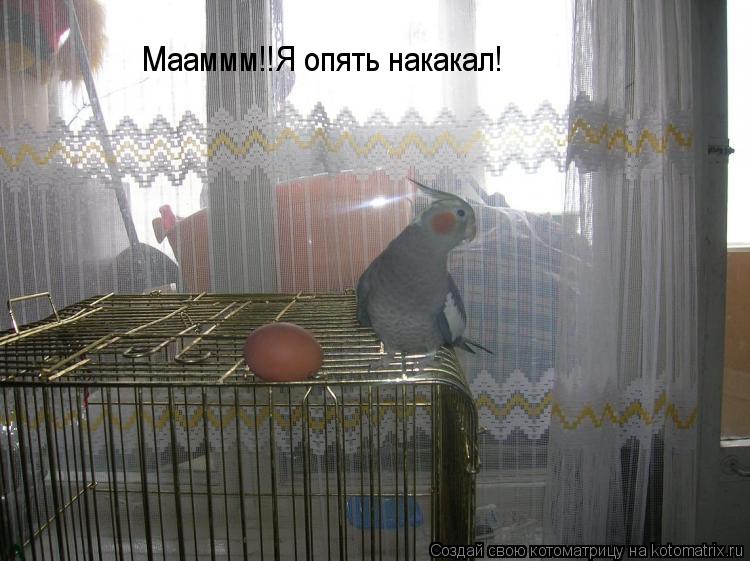 Мааммм!!Я опять накакал!... Котоматрица: Мааммм!!Я опять накакал!