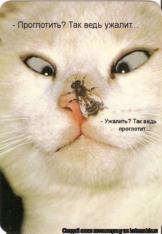 - Проглотить? Так ведь ужалит... - Ужалить? Так ведь проглотит...... Котоматрица: - Проглотить? Так ведь ужалит... - Ужалить? Так ведь проглотит...
