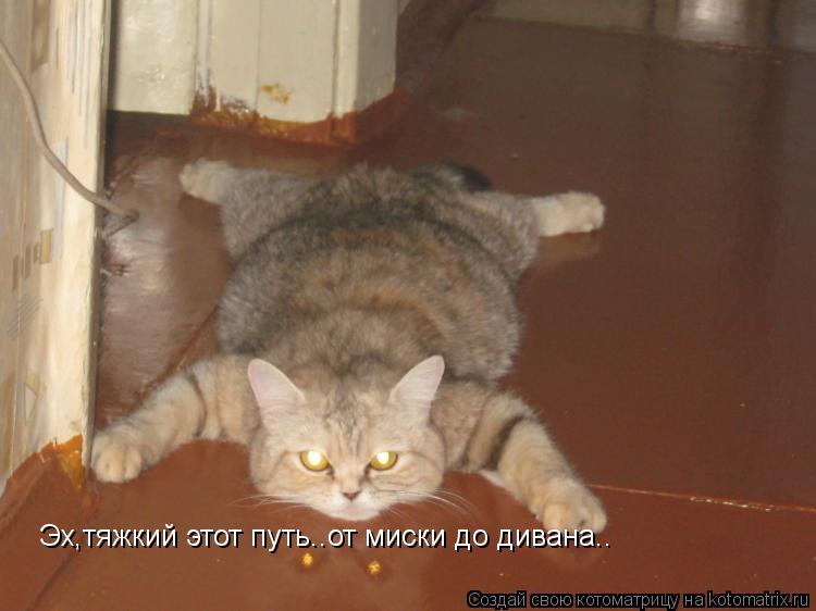 Эх,тяжкий этот путь..от миски до дивана..... Котоматрица: Эх,тяжкий этот путь..от миски до дивана..