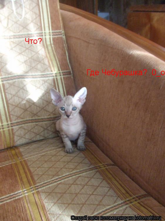 Что? Где Чебурашка? 0_о... Котоматрица: Что? Где Чебурашка? 0_о