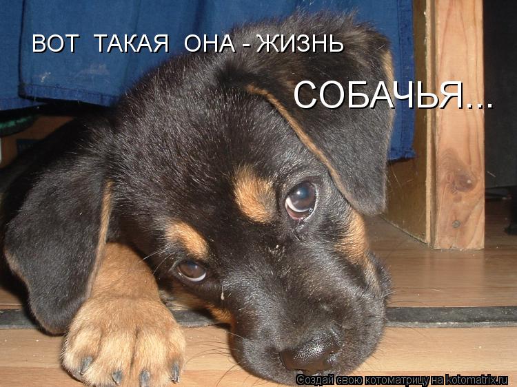 ВОТ ТАКАЯ ОНА - ЖИЗНЬ СОБАЧЬЯ...... Котоматрица: ВОТ ТАКАЯ ОНА - ЖИЗНЬ СОБАЧЬЯ...