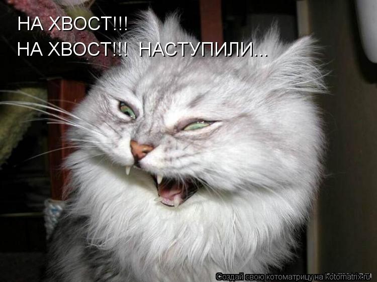 НА ХВОСТ!!! НА ХВОСТ!!! НАСТУПИЛИ...... Котоматрица: НА ХВОСТ!!! НА ХВОСТ!!! НАСТУПИЛИ...